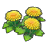 Dandy flowers